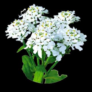 Bitter candytuft