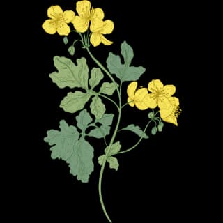 Celandine