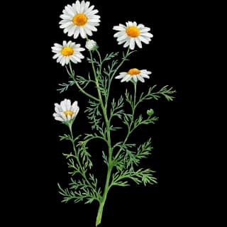 Chamomile flower